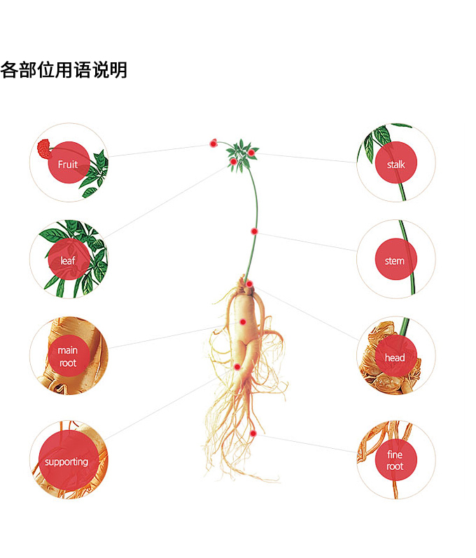 高丽参